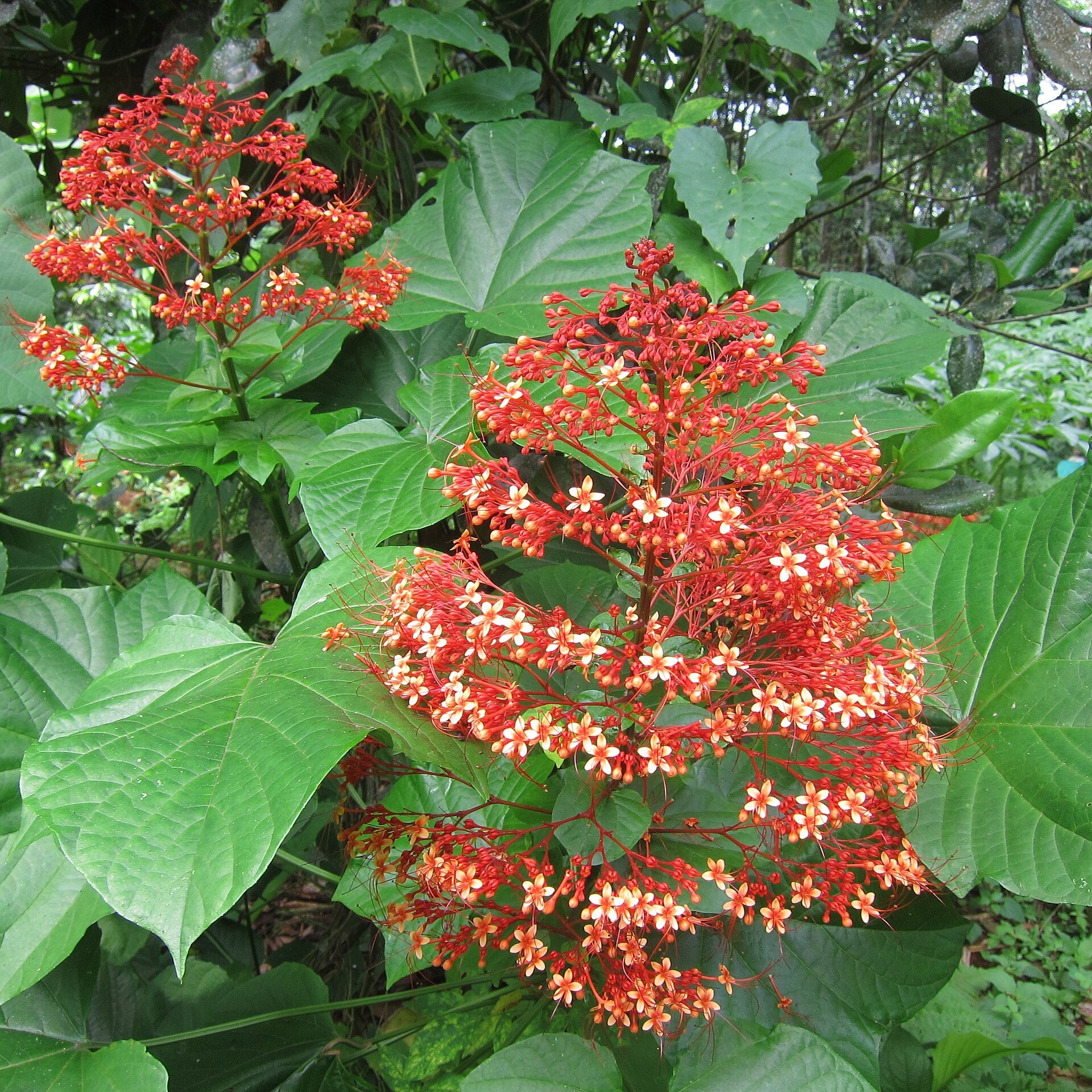 Clerodendrum paniculatum( Krishnakireedam)