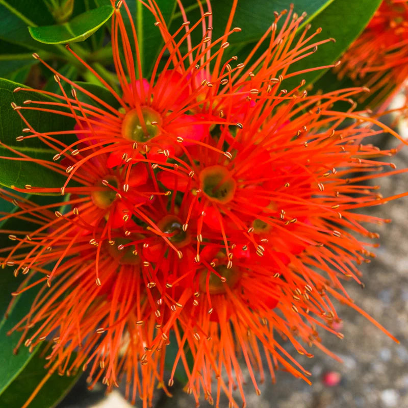 Red Penda (Xanthostemon youngii)