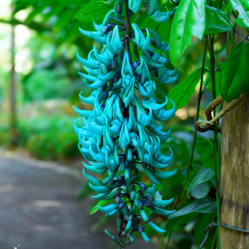 jade vine plant Blue Jade Vine
