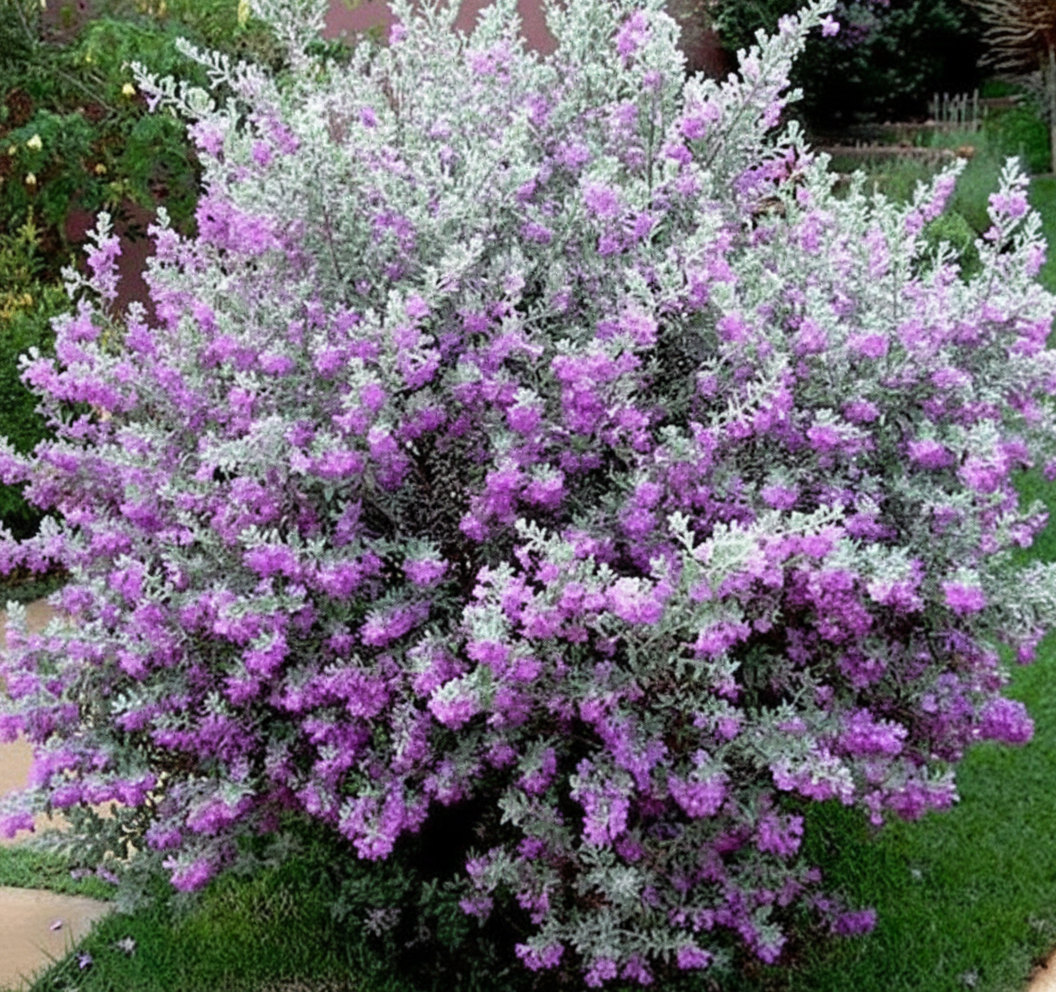 Texas Sage (Leucophyllum frutescens)