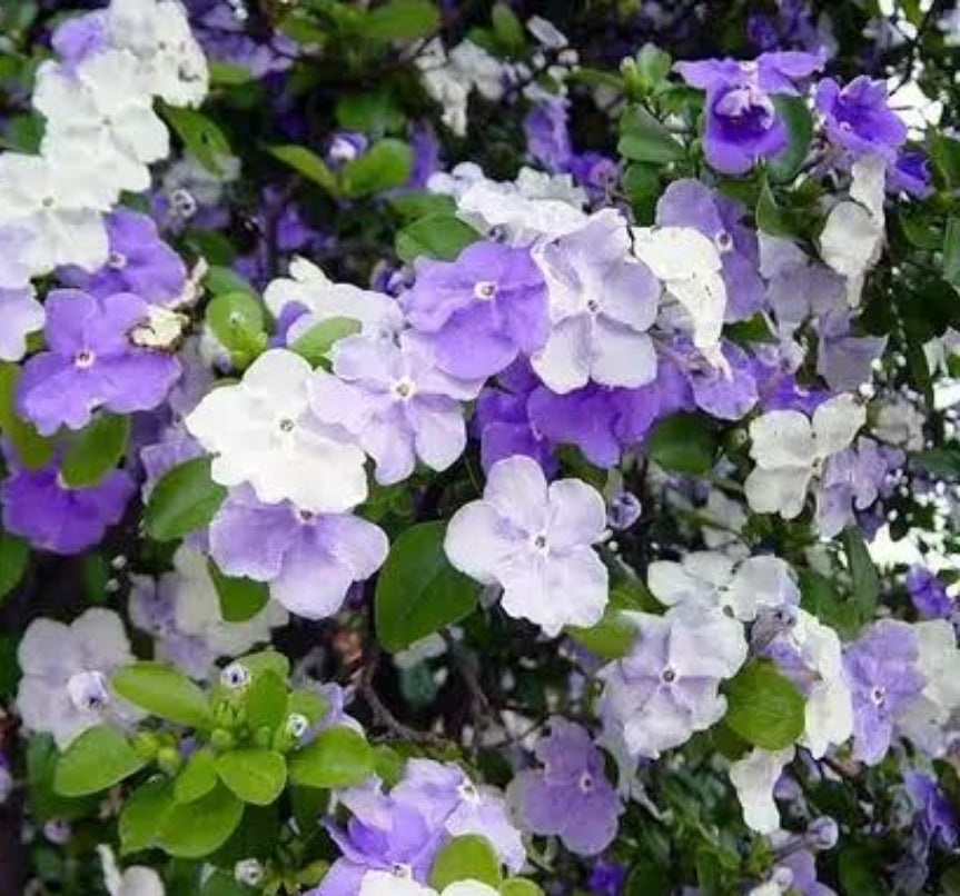 Yesterday-Today-Tomorrow (Brunfelsia pauciflora)
