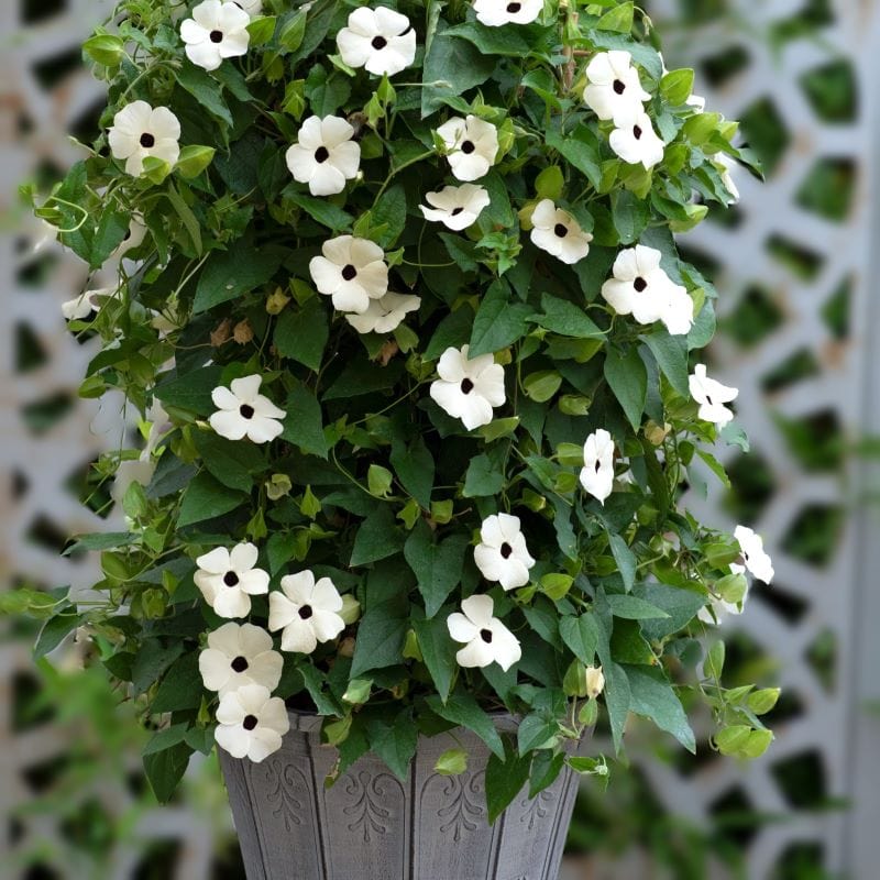 Thunbergia alata (Black-eyed Susan Vine)