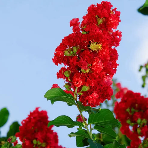 Lagerstroemia Indica (Crape Myrtle – Lagerstroemia indica) Mayflower