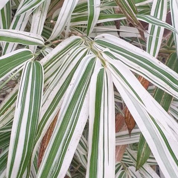 White Bamboo (Bambusa vulgaris ‘Vittata’ / Bambusa textilis ‘Gracilis’)