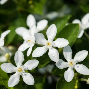 Sri Lankan Jasmine (Wrightia angustifolia)