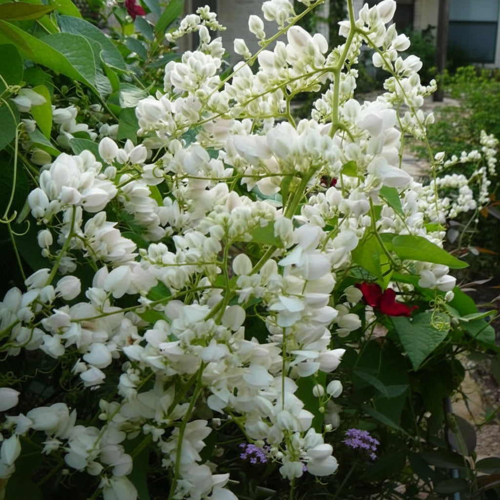 Antigonon leptopus alba
