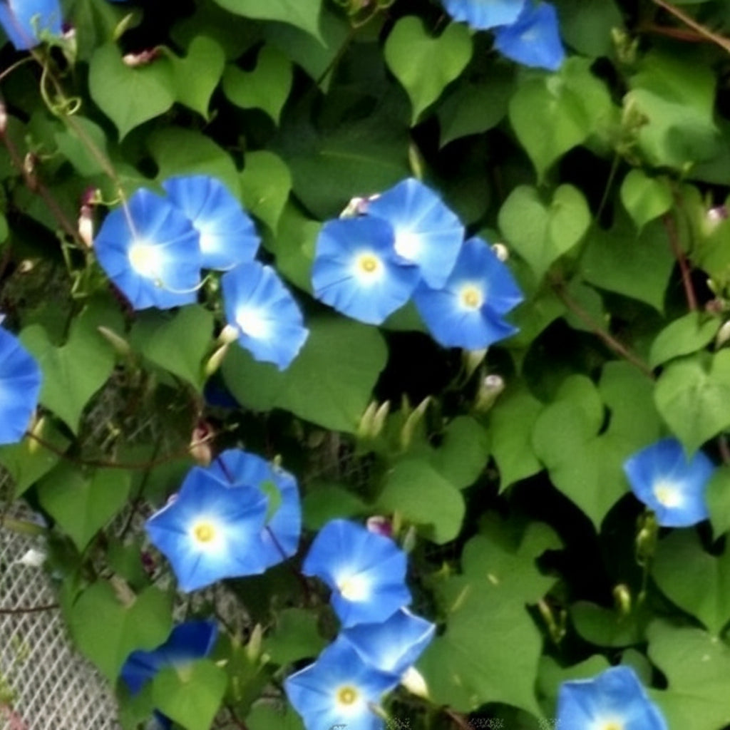 Ipomoea purpurea ‘Mini’ (Mini Morning Glory) – Novira Greens