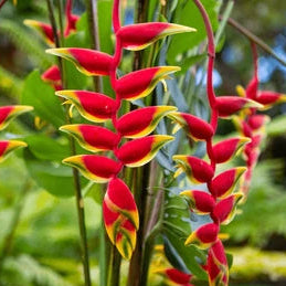 Heliconia rostrata – Hanging Heliconia Red – Novira Greens