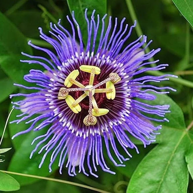 Blue passiflora