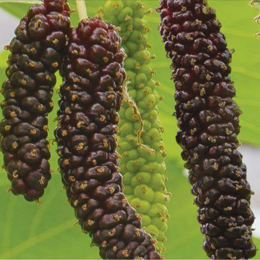Brazilian Mulberry (Callicarpa reevesii)