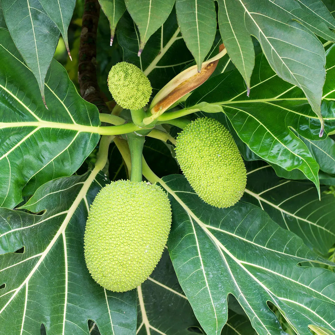 Breadfruit (Artocarpus altilis)
