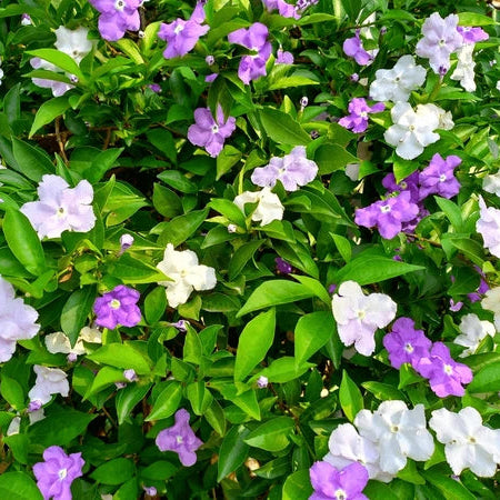 Yesterday-Today-Tomorrow (Brunfelsia latifolia)