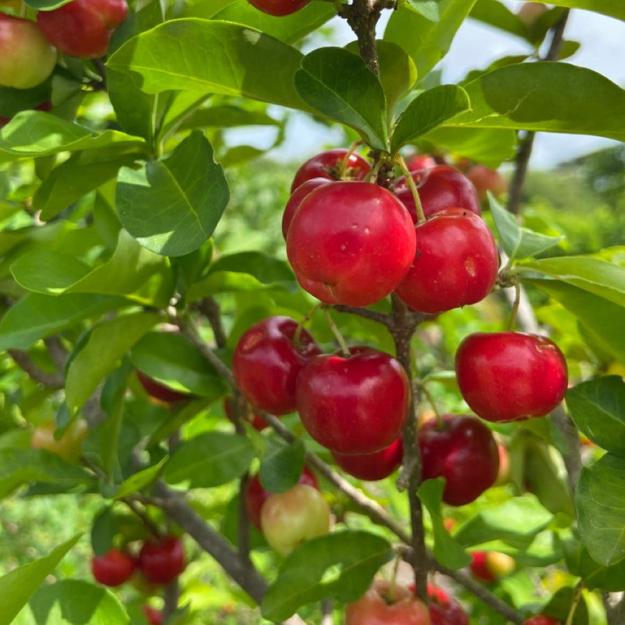 Malpighia emarginata (Barbados Cherry – Acerola Cherry)