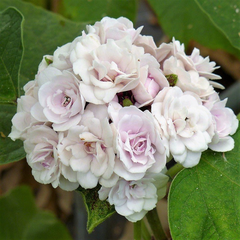 Clerodendrum Fragrans (Fragrant Glorybower – Clerodendrum fragrans – jendumulla)