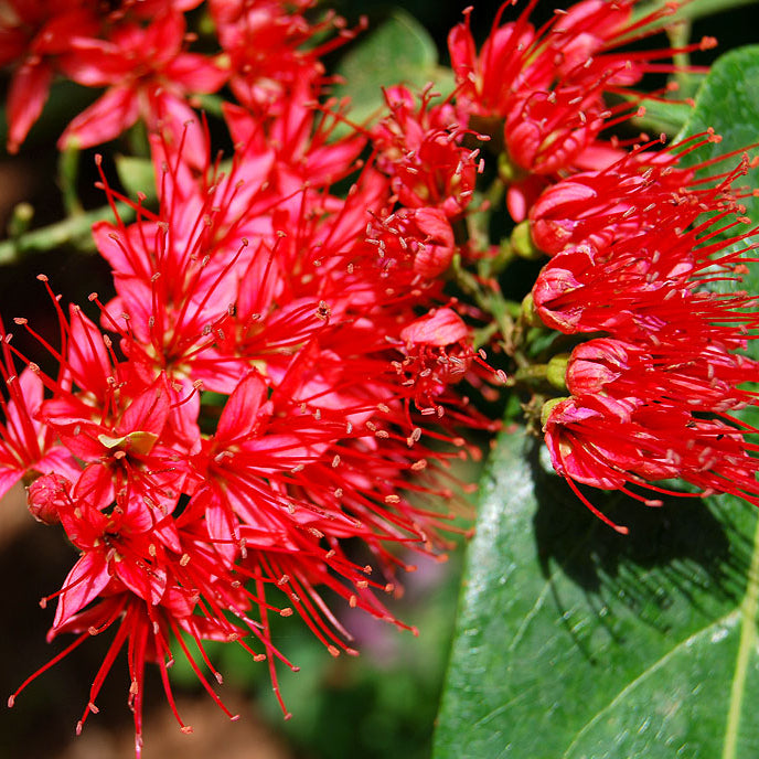 Combretum Coccineum (Flame Creeper – Combretum coccineum)