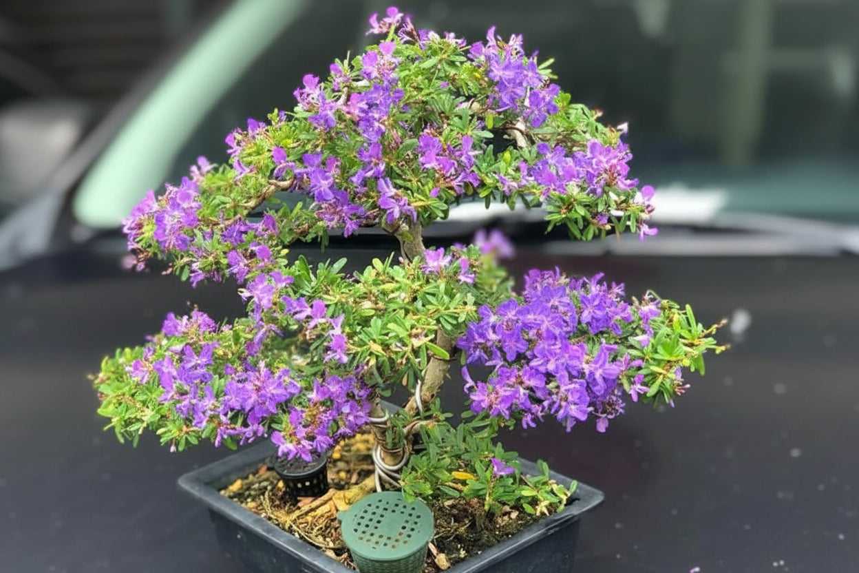 Desmodium unifoliatum( Vietnamese bluebell or blue braya)