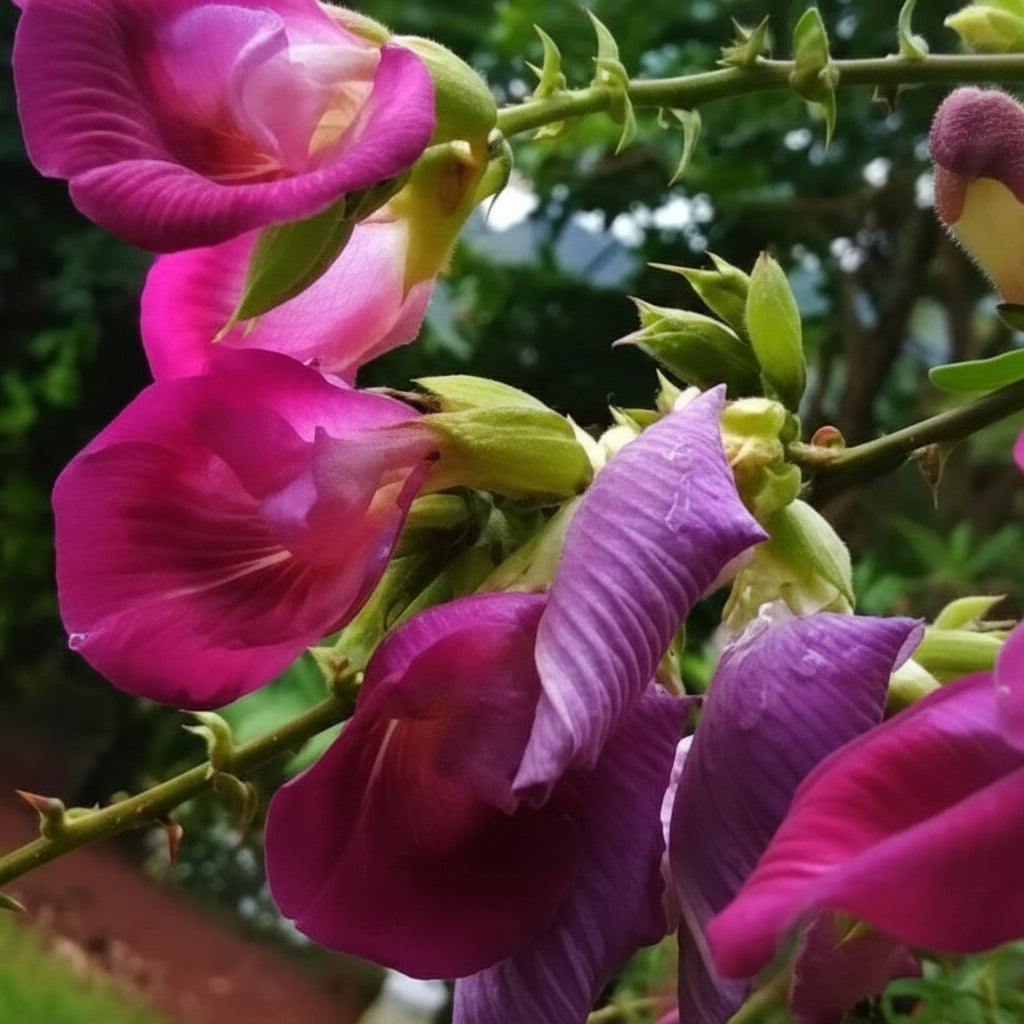 Clitoria arborea (Tree Butterfly Pea)