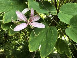 Bauhinia Varigated leaf