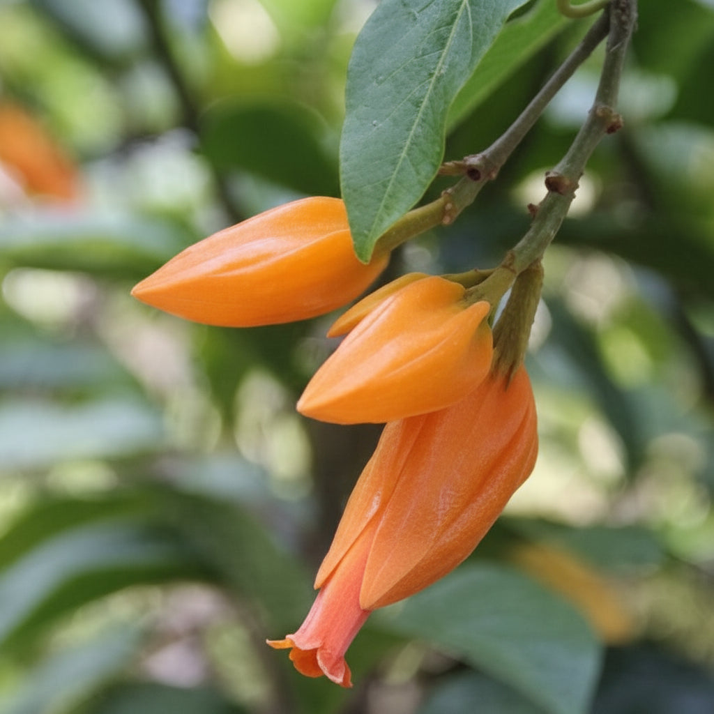 Orange flowers on a branch with green leaves