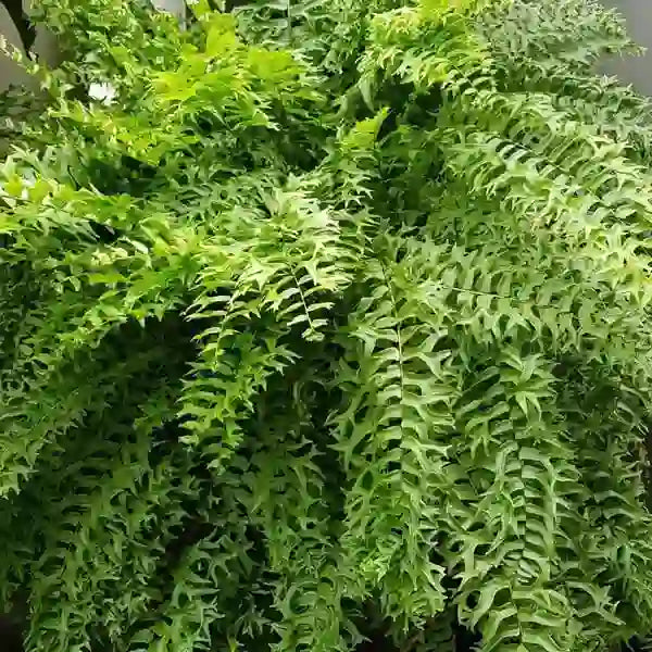 Fish Tail Fern (Nephrolepis falcata – Indoor Fern)