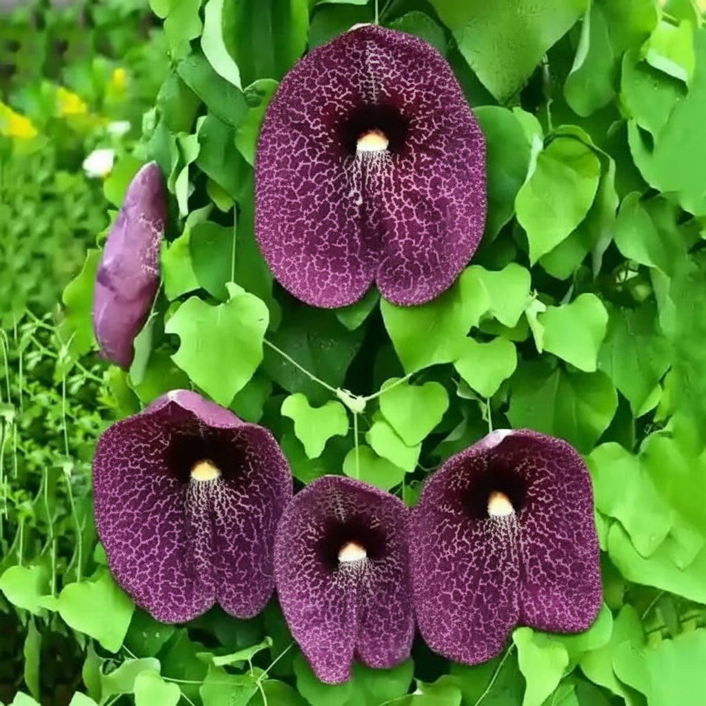 Aristolochia Gigantea