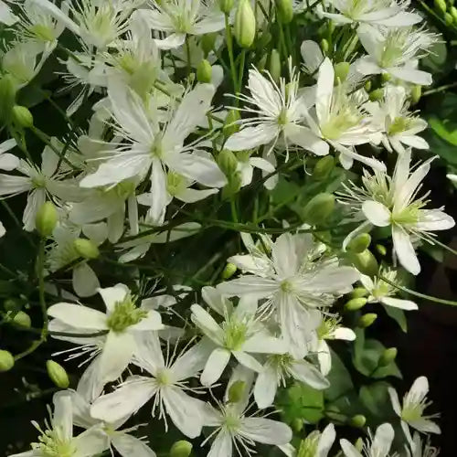 Sweet Autumn Clematis (Clematis terniflora / Clematis paniculata)