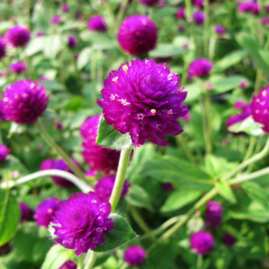 Gomphrena globosa (Globe Amaranth) vaadamalli – Novira Greens