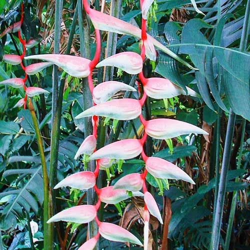 Heliconia chartacea ‘Sexy Pink’ – Sexy Pink Heliconia – Novira Greens