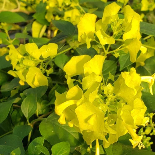 Chinese Manhat (Holmskioldia sanguinea)