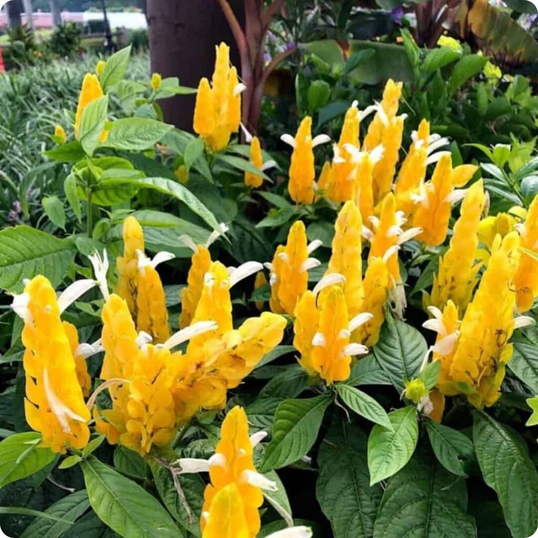 Golden Shrimp Plant (Pachystachys lutea)