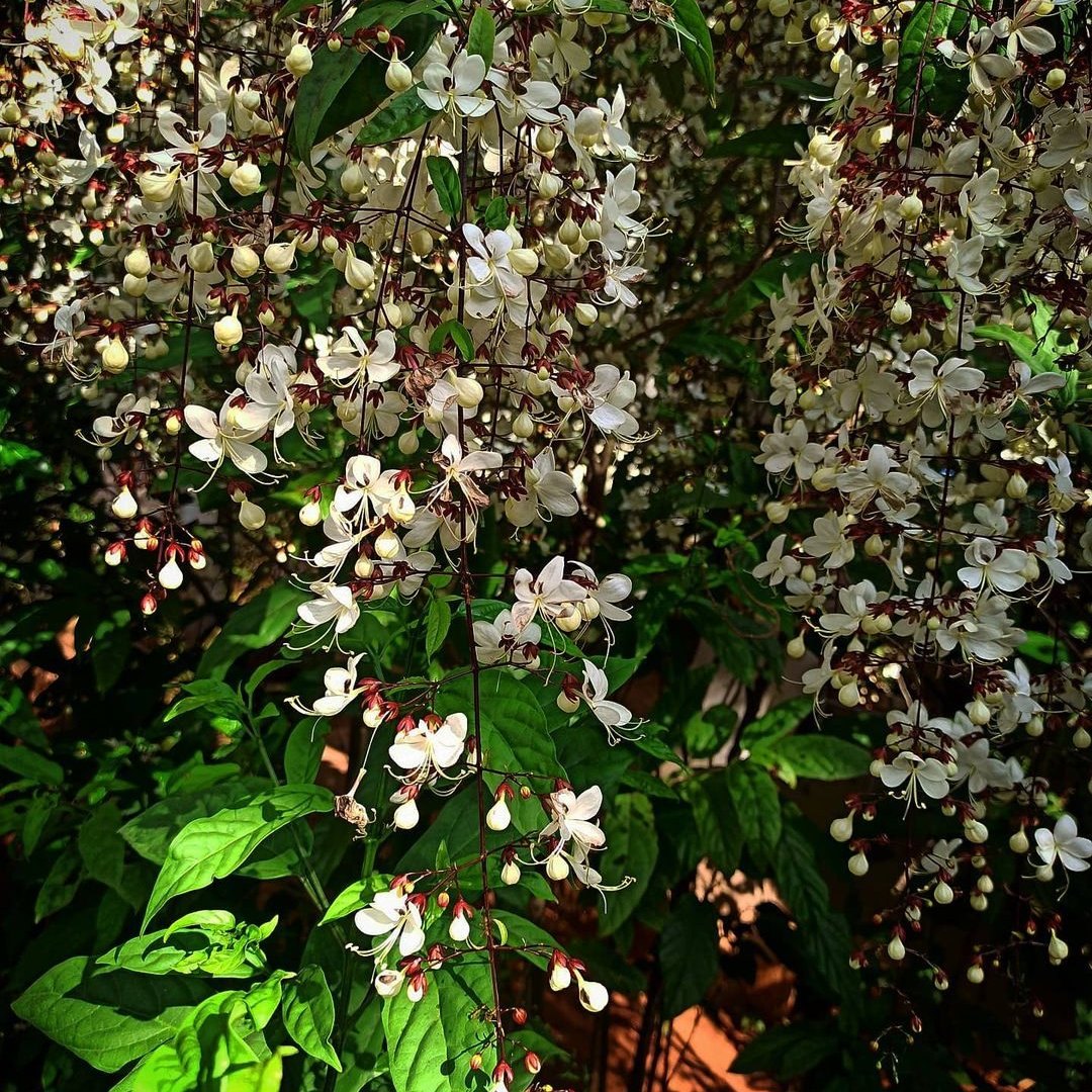 Clerodendrum Wallichii (Nodding Clerodendrum – Clerodendrum wallichii