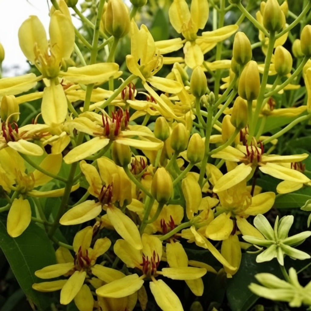 Australian Gold Vine / Maiden's Jealousy (tristellateia Australasiae) Flowering Live Plant a