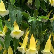 Anemopaegma chamberlaynii – Chamberlain’s Trumpet Vine – Novira Greens