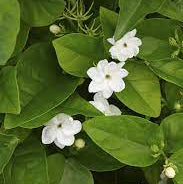 Jasminum sambac ‘Single’ – Arabian Jasmine Single Petal – Novira Greens