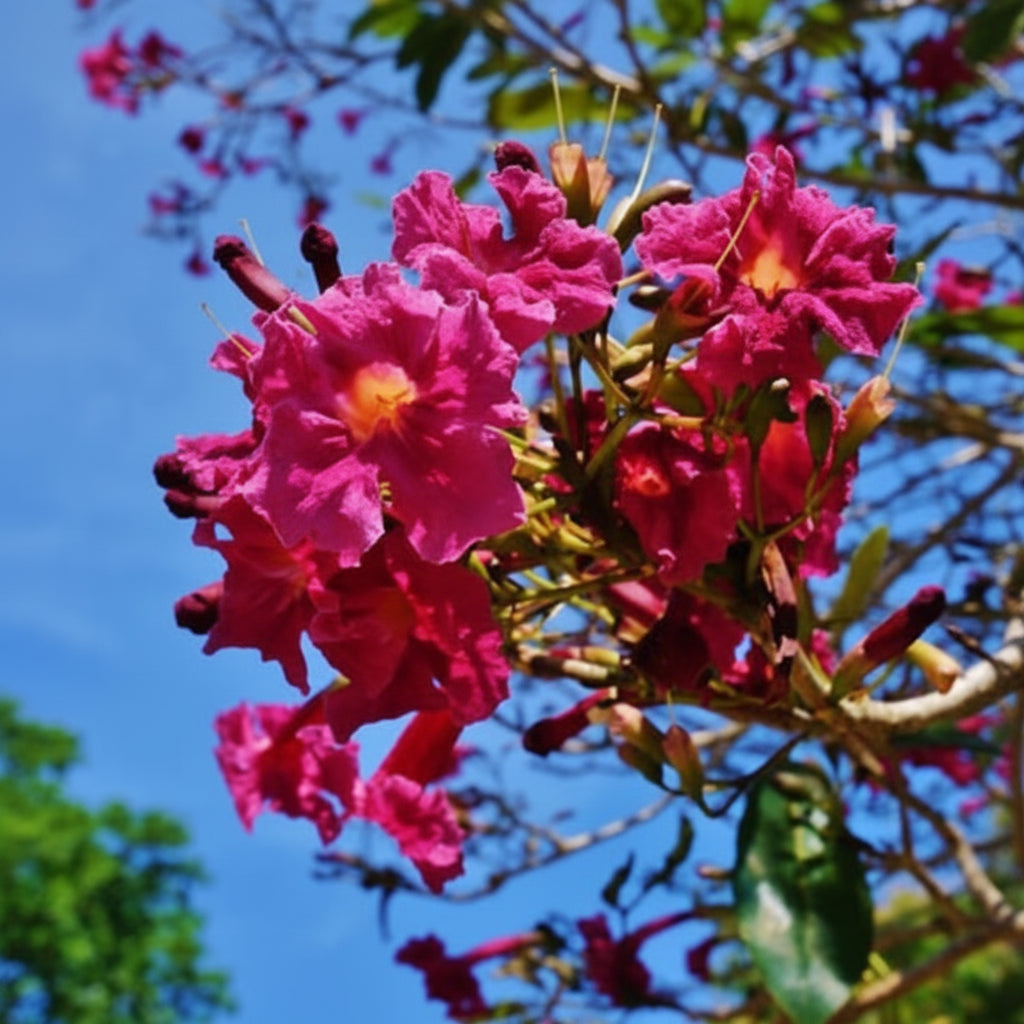 Tabebuia haemantha
