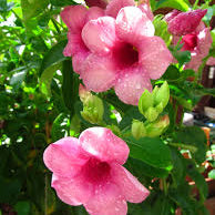Allamanda blanchetii ( Pink Allamanda)