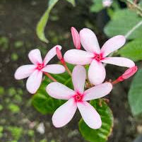 Kopsia / Pink Gardenia / Pin-Mala (Kopsia fruticosa)
