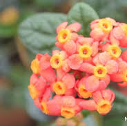 Rondeletia (Panama Rose – Rondeletia odorata – Puncha Rosa)