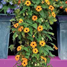 Thunbergia alata (Black-eyed Susan Vine)