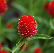 Gomphrena globosa (Globe Amaranth) vaadamalli – Novira Greens