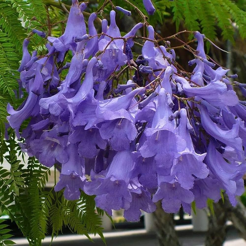 Jacaranda mimosifolia (Jacaranda Tree) – Novira Greens