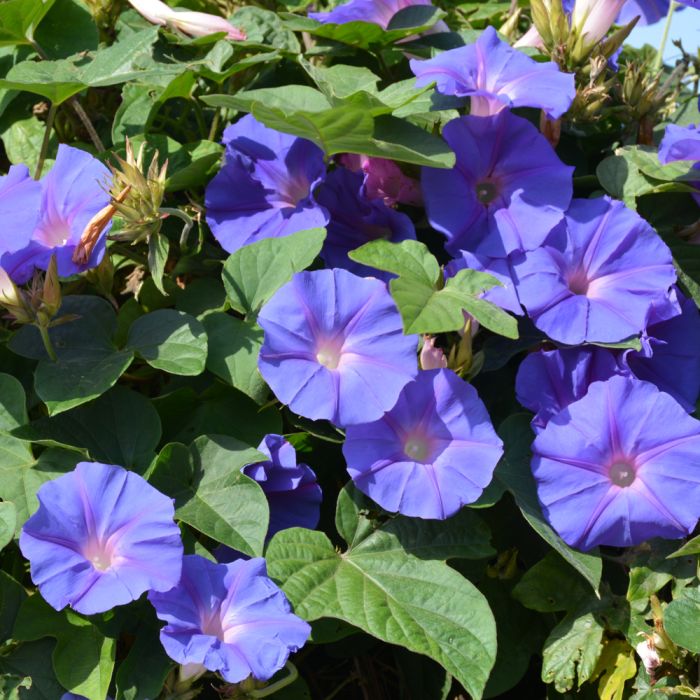 Ipomoea purpurea (Morning Glory) – Novira Greens
