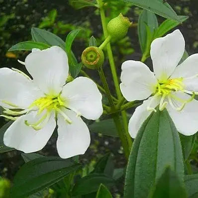 White Melastoma (Melastoma candidum)