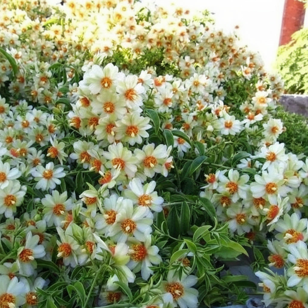 Lemon Vine (Pereskia aculeata – Lemon Vine Plant)