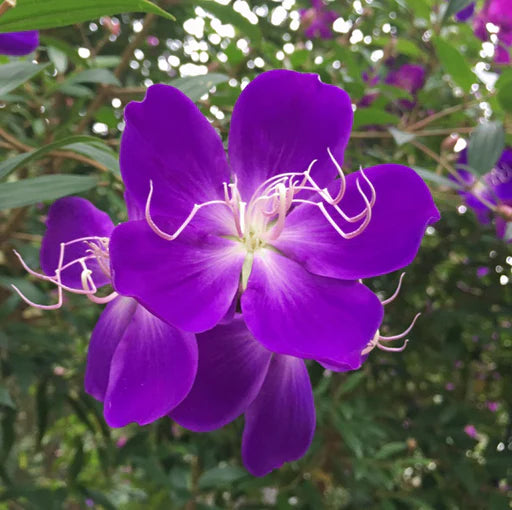Violet Melastoma (Melastoma malabathricum)