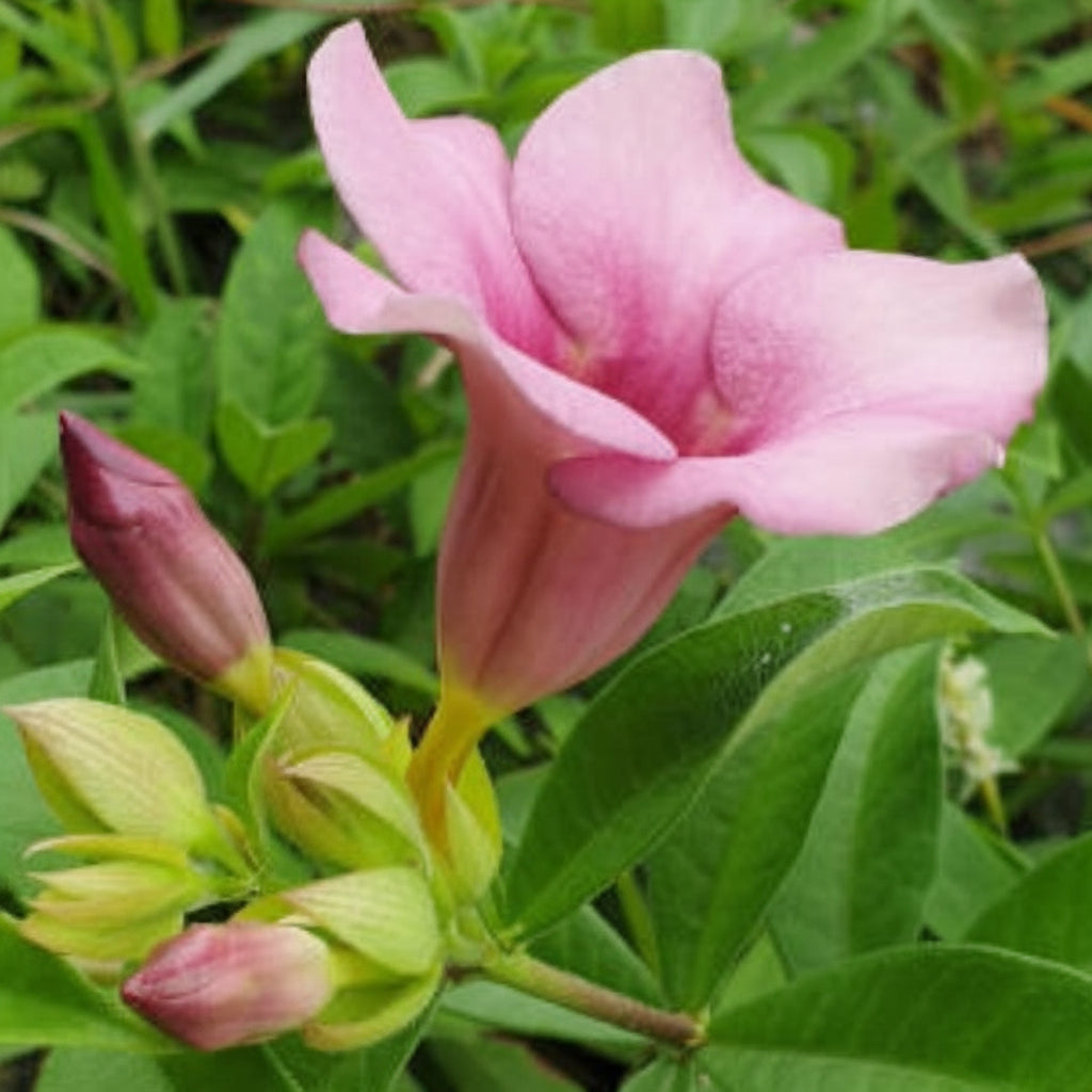 Pink Mini Allamanda (Allamanda cathartica ‘Mini Pink’)