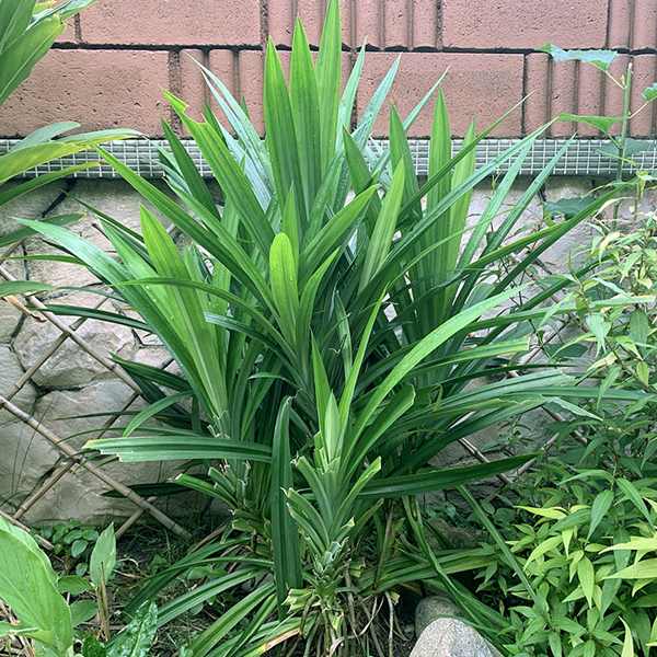 Pandanus amaryllifolius – Rambha Plant – Novira Greens