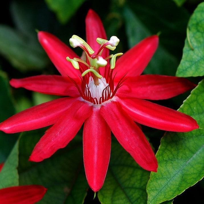 Red passiflora