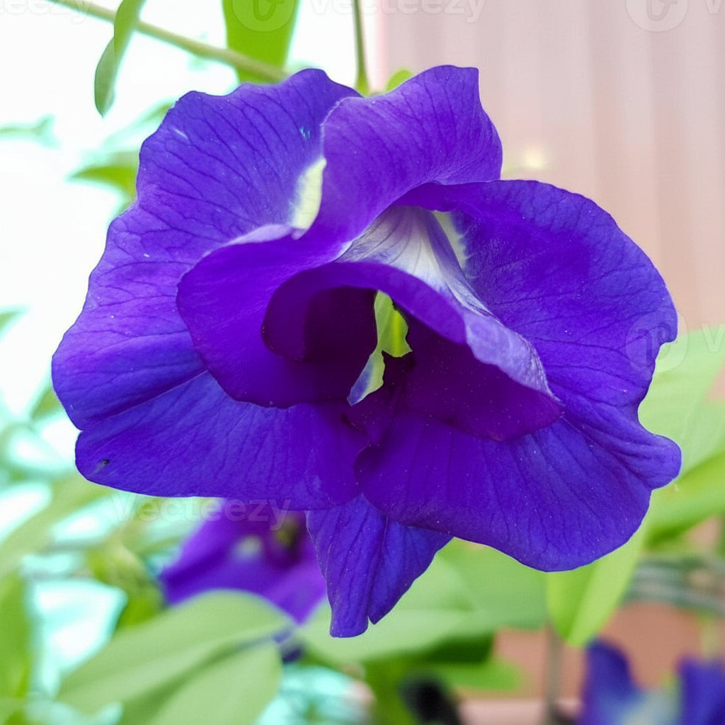 Clitoria Multipetal (Clitoria ternatea var. plena) – Novira Greens