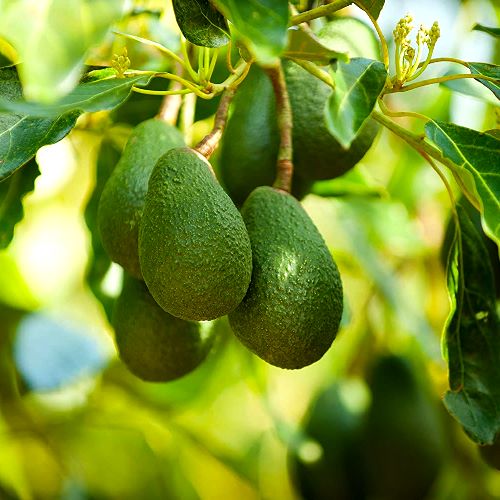 Persea americana – Grafted Avocado Plant – Novira Greens